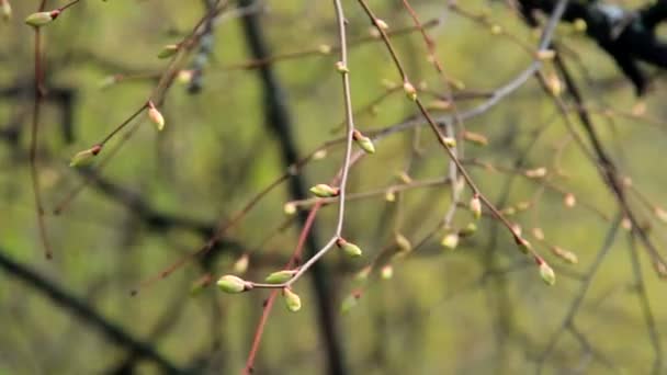 Młode Pąki Lipy Poruszają Się Pod Lekkim Wiatrem Wiosna — Wideo stockowe