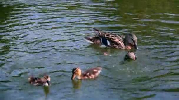 Canard Flottant Dans Étang Canard Baignade Oiseau Lac Eau — Video