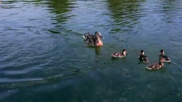 Πάπια Επιπλέουν Μια Λίμνη Πάπια Κολύμπι Πουλί Λίμνη Νερό — Αρχείο Βίντεο