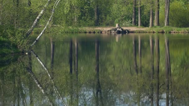 Cichy Staw Środku Lasu Zielonych Drzew Pobliżu Pięknego Jeziora Okresie — Wideo stockowe