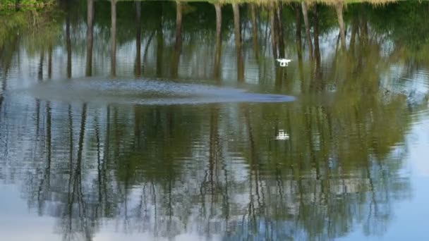 水の上を四分儀が飛ぶ クアドロコプターが池の上を飛んでいる 夏の日 — ストック動画