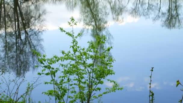 Krásný Strom Rybníka Podzim — Stock video