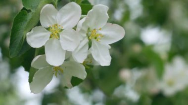 Elma ağacının beyaz çiçekleri. İlkbaharda açan elma dalları.