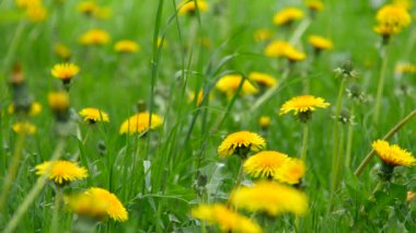 Çiçekler karahindiba çiçeği açar. Karahindiba çiçeğinin başları sabahın erken saatlerinde gün ışığının altında ortaya çıktı..