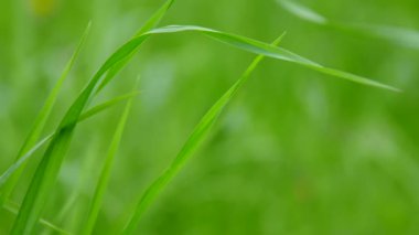 Çayırdaki çimenler yakın plan. Çayırdaki çimenler yakın plan..