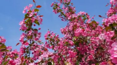 Baharda Apple çiçekler. Bahar çiçeği arka plan. Pembe çiçekler ilkbaharda çiçek açan. Çiçek açan büyük panoramik sahne Pembe ağaç yeşil yaprakları arka plan.