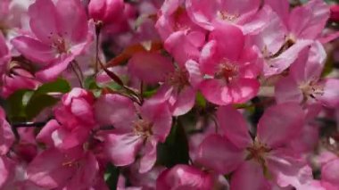 Baharda Apple çiçekler. Bahar çiçeği arka plan. Pembe çiçekler ilkbaharda çiçek açan. Çiçek açan büyük panoramik sahne Pembe ağaç yeşil yaprakları arka plan.