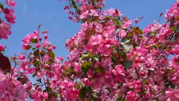 Λουλούδια Μήλου Την Άνοιξη Φόντο Ανοιξιάτικων Λουλουδιών Ροζ Λουλούδια Ανθίζουν — Αρχείο Βίντεο