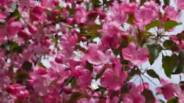 Baharda Apple çiçekler. Bahar çiçeği arka plan. Pembe çiçekler ilkbaharda çiçek açan. Çiçek açan büyük panoramik sahne Pembe ağaç yeşil yaprakları arka plan.