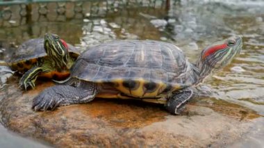 Tatlı su kaplumbağası. Bir tatlı su kaplumbağası su kenarında bir taşın üzerinde oturur. Yakın plan..