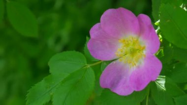 Rüzgarda uçuşan gül çalısı. Pembe çalılar rüzgarda, güneşli bir yaz gününde.