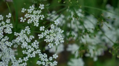 Çimen yaz günü. Çimen ve esinti güneşli yaz günü.
