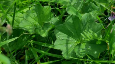 Çimen yaz günü. Çimen ve esinti güneşli yaz günü.
