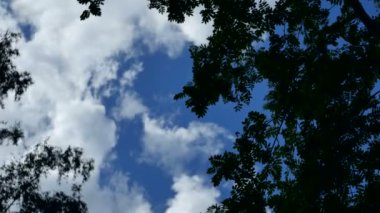 Bahar yeşili yaprakları olan güzel bir ağaç. Parlak güneş ışığının tadını çıkarıyor..