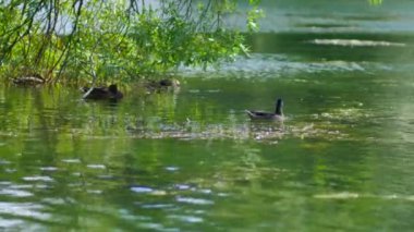 Gölde yüzen ördek.
