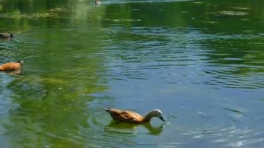 Gölde yüzen ördek.