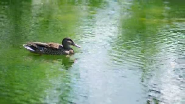 鸭子漂浮在池塘里 — 图库视频影像