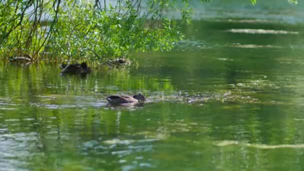 Pato Flutuando Uma Lagoa — Vídeo de Stock