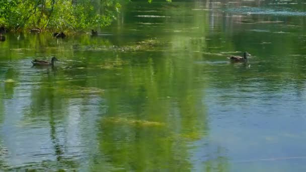 鸭子漂浮在池塘里 — 图库视频影像
