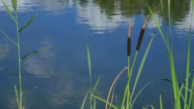 Göletin yanında güzel bir ağaç.