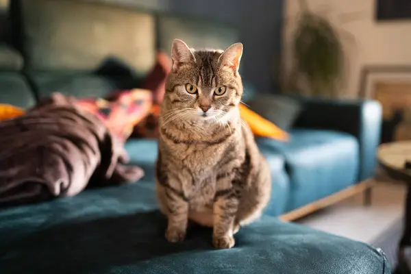 リビングルームのソファーに座っているかわいい家庭猫 ストック写真