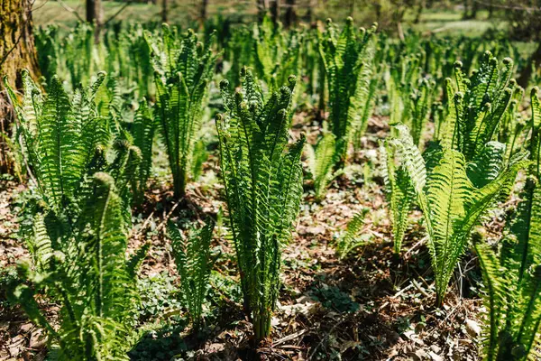 Beautiful Green Growing Fern Leaves Spring Forest Stock Photo
