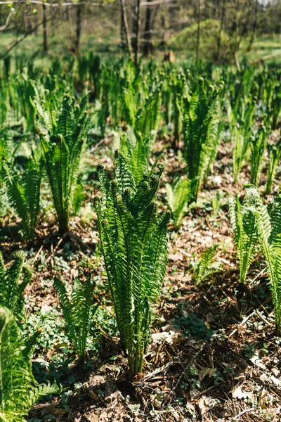 春林中美丽的绿色蕨叶 免版税图库照片