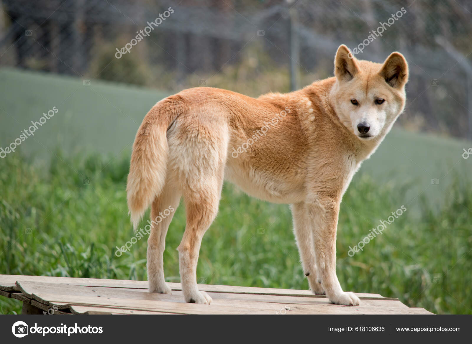 Golden Dingo Australias Wild Dog — Stock Photo © ozflash #618106636