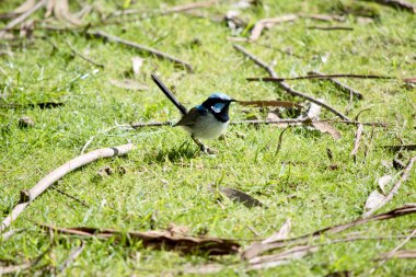 the superb fairy wren has a blue and black face white chest and black tail