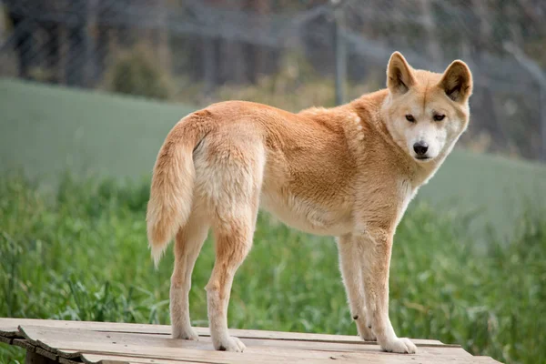 Золотой Пес Австралийская Дикая Собака — стоковое фото