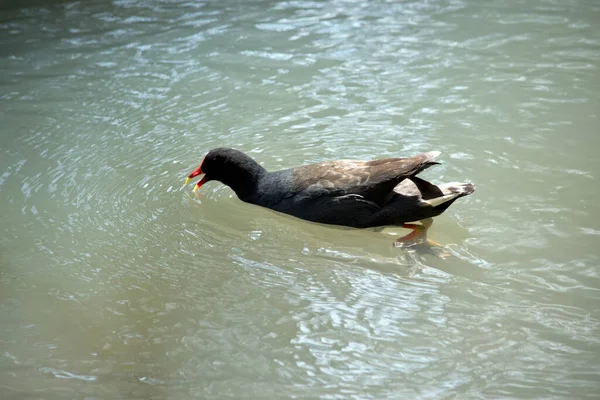 Donkere Meerduivin Een Zwarte Watervogel Met Een Rood Schild Een — Stockfoto
