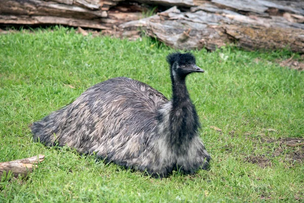Australijskie Emu Spoczywa Polu — Zdjęcie stockowe