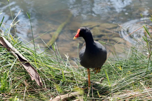 Ciemna Kura Moore Jest Czarnym Ptakiem Wodnym Czerwoną Tarczą Żółtą — Zdjęcie stockowe