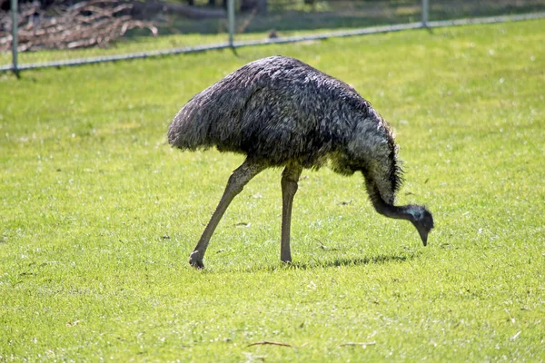 Émeu Est Grand Oiseau Australie Peut Pas Voler — Photo