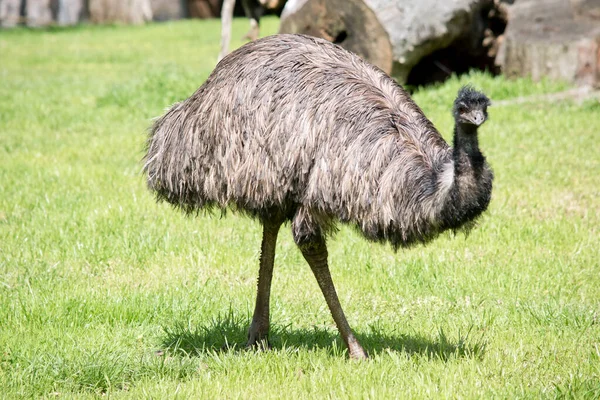 Emu Pokryte Prymitywnymi Piórami Które Ciemnobrązowe Lub Szaro Brązowe Czarnymi — Zdjęcie stockowe