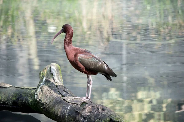Der Glänzende Ibis Ist Ein Großer Langbeiniger Watvogel Mit Einem — Stockfoto