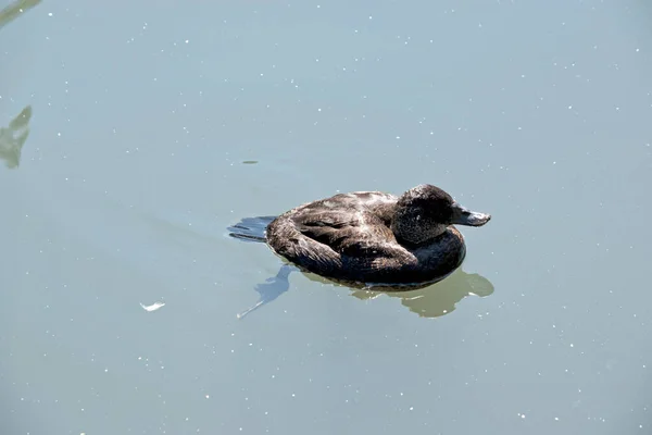 Hard Head Duck Swimming Lake — стоковое фото