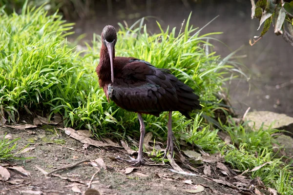 Glossy Ibis Walking Hill Being Water — Stock Photo, Image