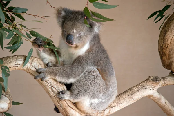 the koala is sitting eating eucalyptus  leaves