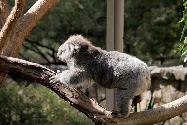 Koala Grimpe Sur Une Branche Arbre — Photo
