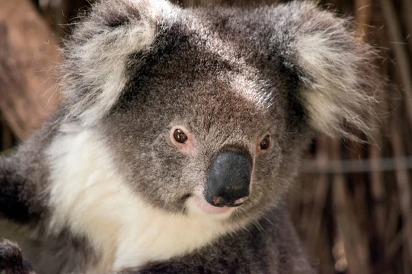 Koala Marsupiale Grigio Con Orecchie Soffici Bianche Koala Possono Arrampicarsi — Foto Stock
