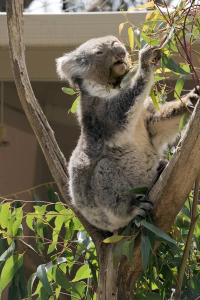 the koala is eating eucaplytus leaves while sitting on the fork of the tree