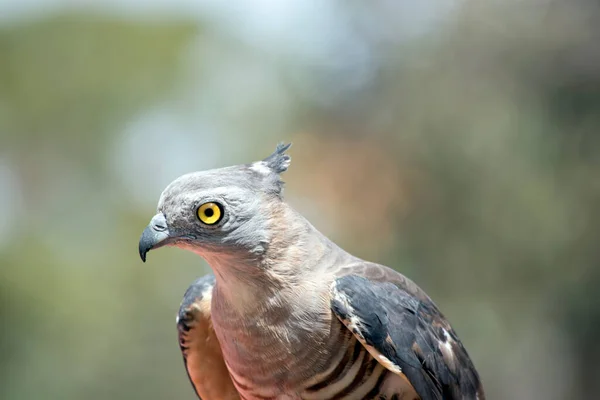 Pacific Baza Also Known Crested Hawk Crested Baza Pacific Cuckoo — Stock Photo, Image