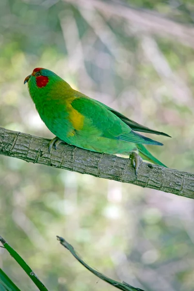 Lorikeet Mostly Green Yellow Patch Side Breast Has Red Beak — Stock Photo, Image