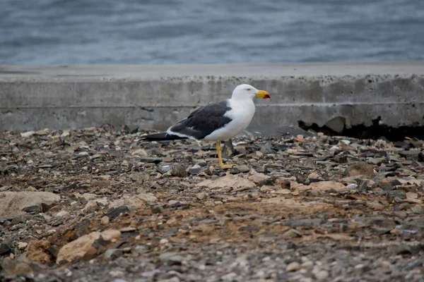 Pacific Gull Wondering Beach — ストック写真