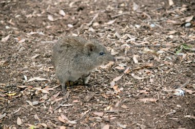 Uzun burunlu potoru küçük bir keseli, gri ve kahverengi, kahverengi gözlü ve uzun kuyruklu.