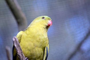 regent parrot yakın bu