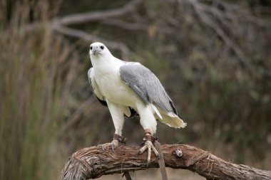 Beyaz karınlı deniz kartalı aynı zamanda beyaz göğüslü deniz kartalı olarak da bilinir. Deniz kartalının beyaz bir vücudu ve gri kanatları vardır.