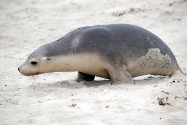 Deniz aslanı yavrusu balıktan dönmek için annesini arıyor.