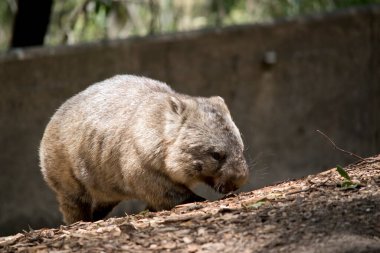 Wombat, yeraltına yuva yapan kahverengi ve gri bir keseli hayvandır.